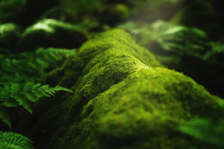 closeup-shot-moss-plants-growing-tree-branch-forest (Website)