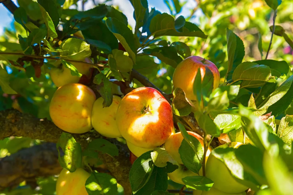 apples apple tree Web H