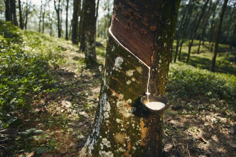 collecting natural latex from rubber tree 2023 11 27 05 15 25 utc Web H