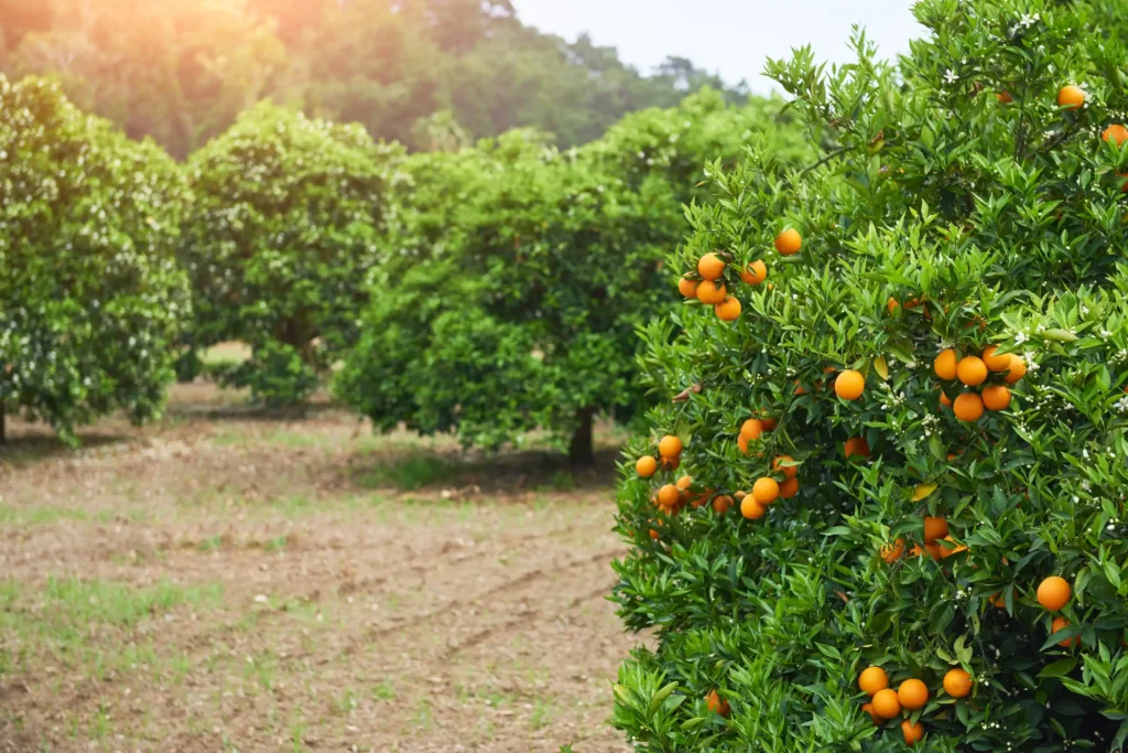 orange orange tree orange park beauty world Web H