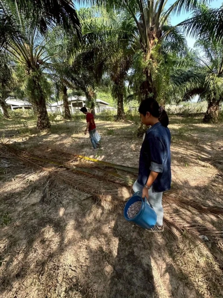 25680907 sapopas 12 (WebW)