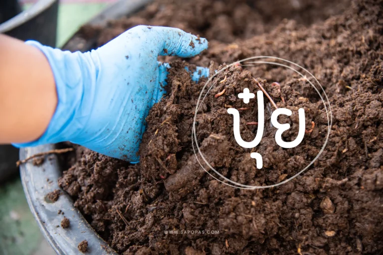 ปุ๋ยคืออะไร-cover