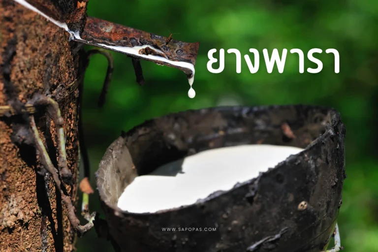 ยางพาราคืออะไร-cover
