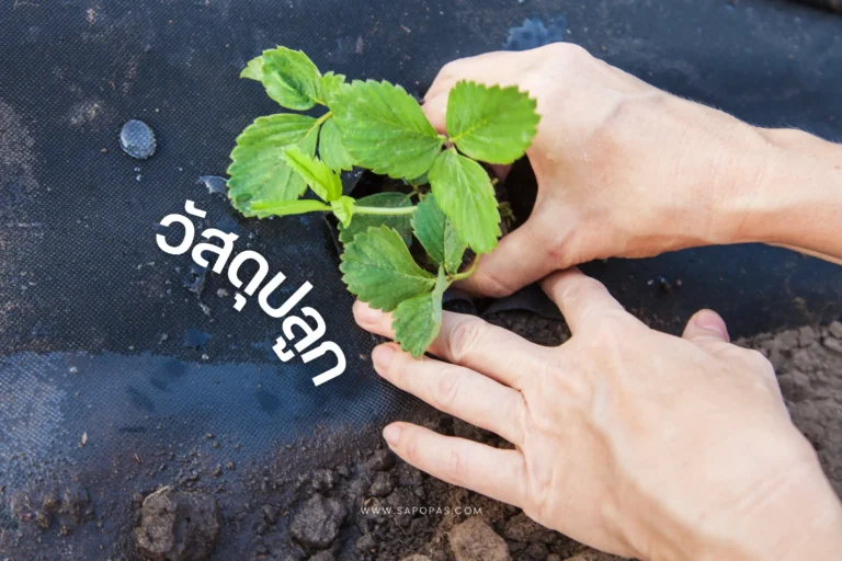 วัสดุปลูกคืออะไร-cover